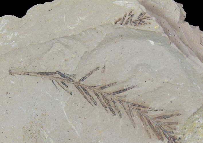 Metasequoia (Dawn Redwood) Fossils - Montana #85741